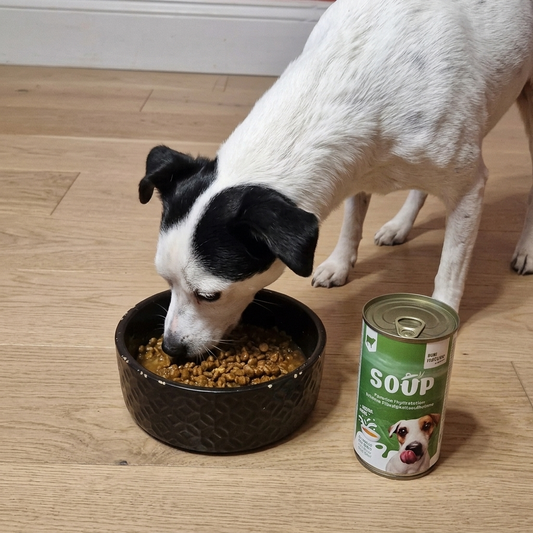 Comment hydrater son chien en été ? Nos astuces et la soupe pour chien