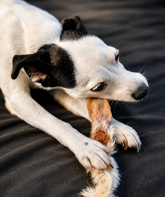 La mastication chez le chien : bien plus qu'un simple plaisir